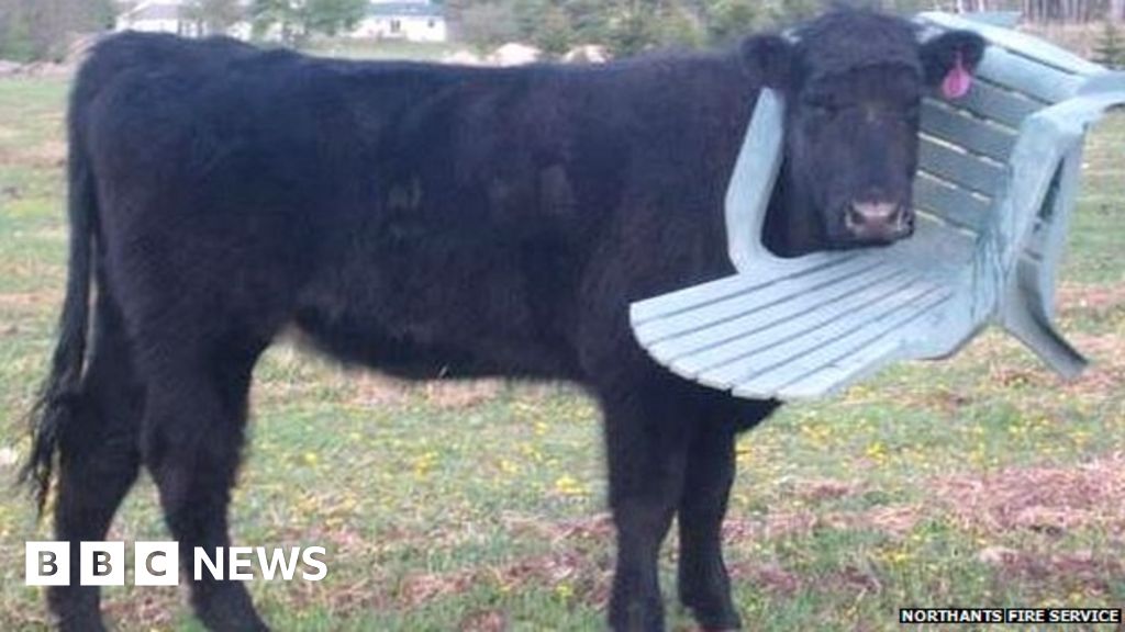 Cow Gets Head Stuck In Chair In Northamptonshire Bbc News