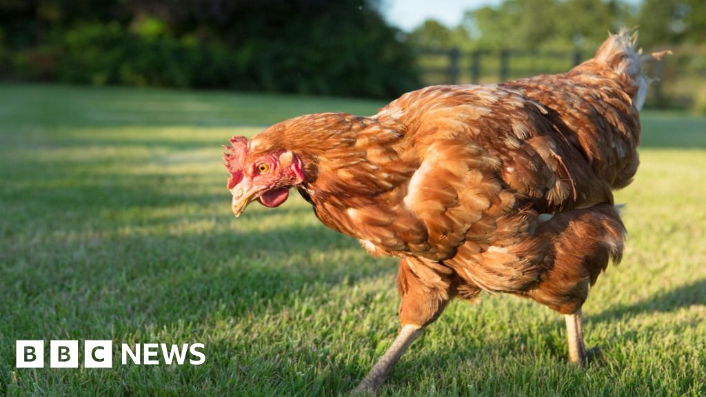 Hen cages and pig farrowing crates to be banned under new plans