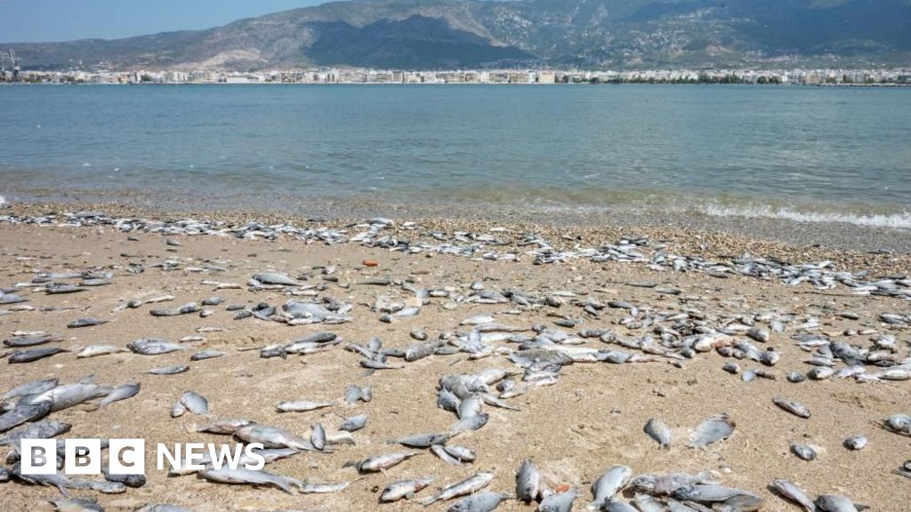 The port of Volos in central Greece has been blanketed by dead freshwater fish after they were displaced during intense flooding last year. The fish a