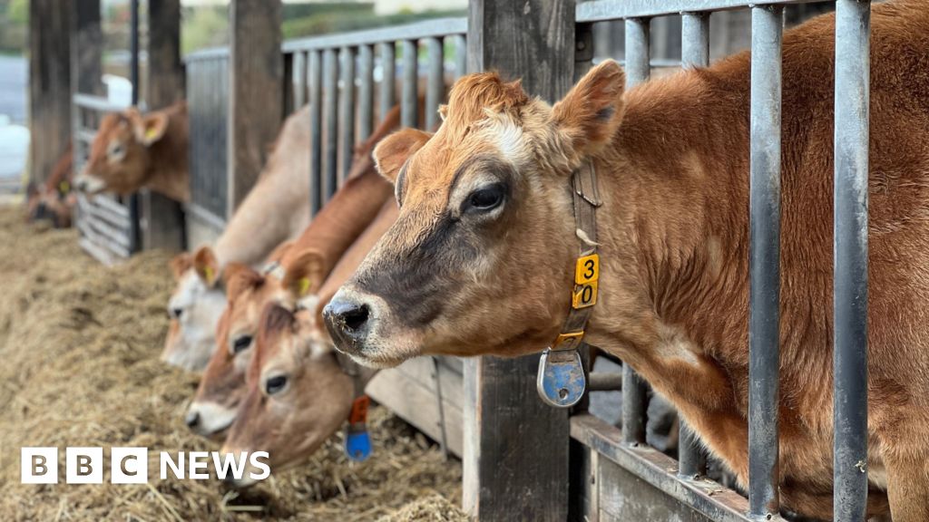 bbc.co.uk - George Thorpe - Jersey farming charity wants to support more projects - BBC News