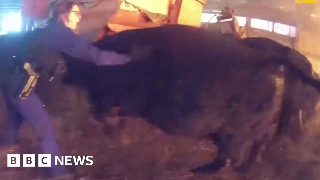 Watch: Police rescue cows from burning barn