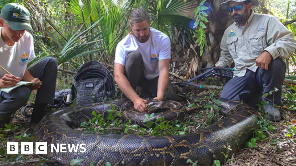 Her last meal was an entire white-tailed deer, and she was on her way to a rendezvous with a male snake when the largest python ever found in Florida 