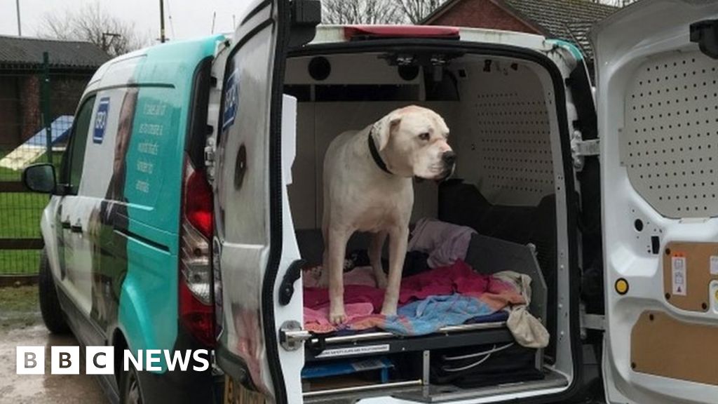 Ex rspca dog store vans for sale