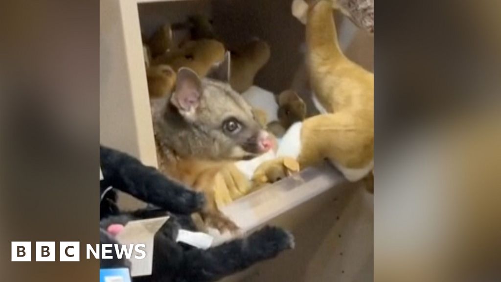 Watch: Real possum spotted on toy animal shelf at Australian airport