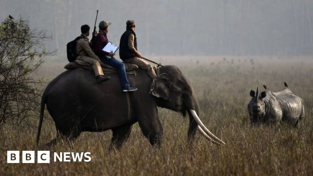 The tragic lives of India's mistreated captive elephants - BBC News