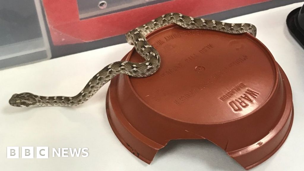 Salford snake: Forklift driver finds deadly reptile in brickyard