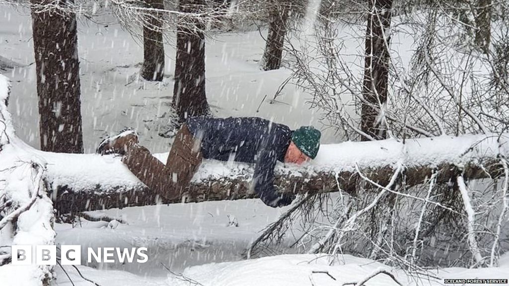 Icelanders Urged To Hug Trees To Overcome Isolation