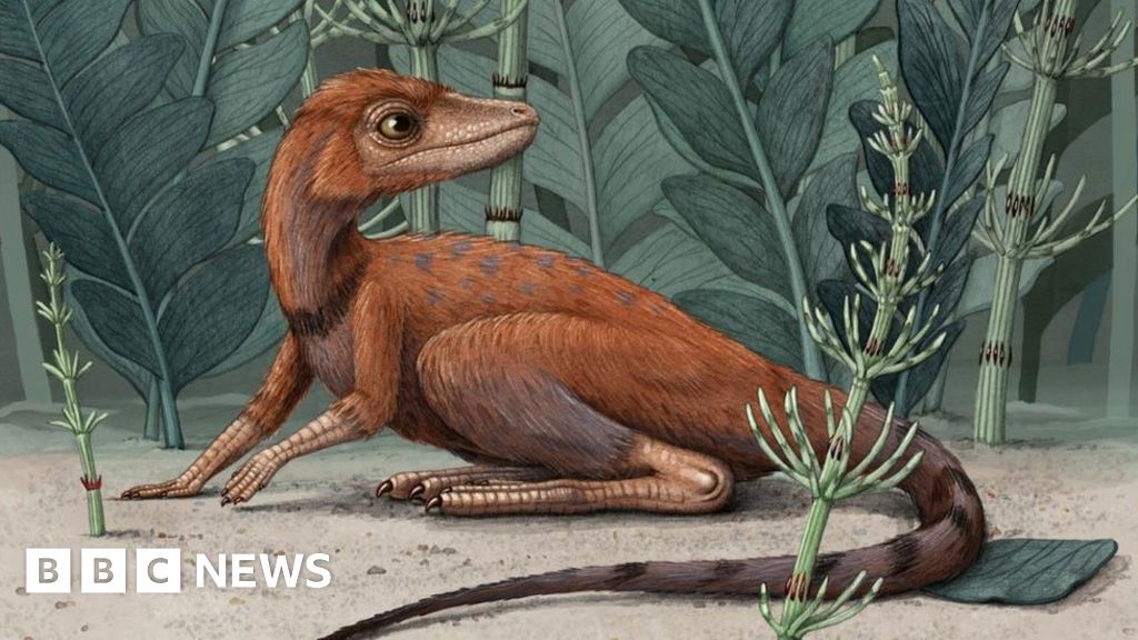 Why aren't pterosaurs classed as dinosaurs? - BBC Science Focus Magazine