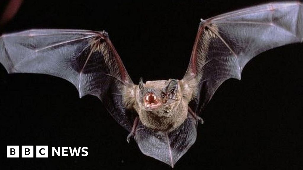 bat