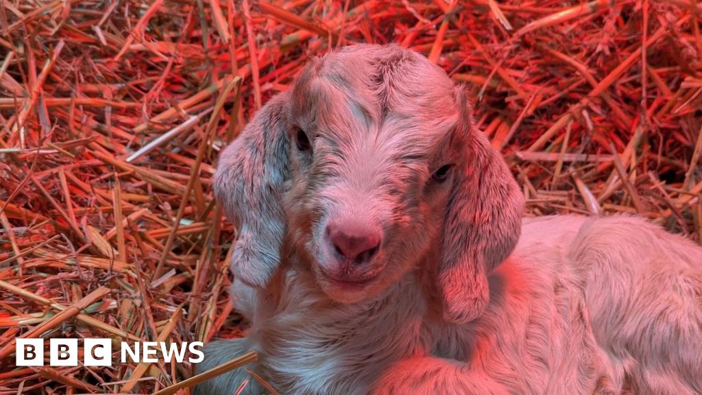 Kent sanctuary rescues baby goats found dumped in bin