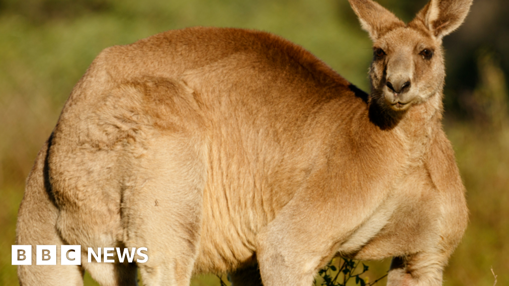Kangaroo 'tries to drown' man in Australian floodwaters