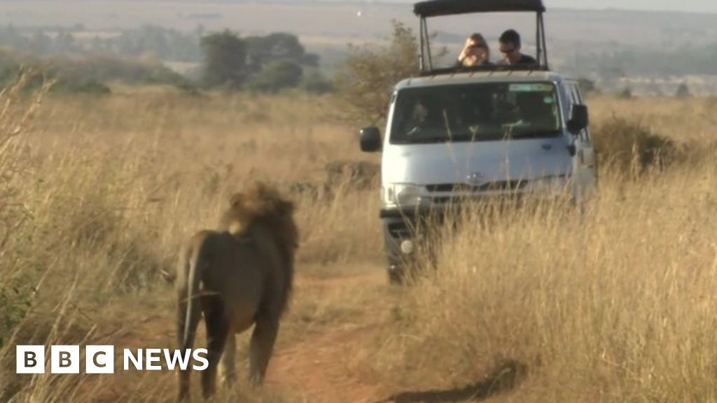 Lion shot dead after escaping and injuring man in Nairobi - BBC News