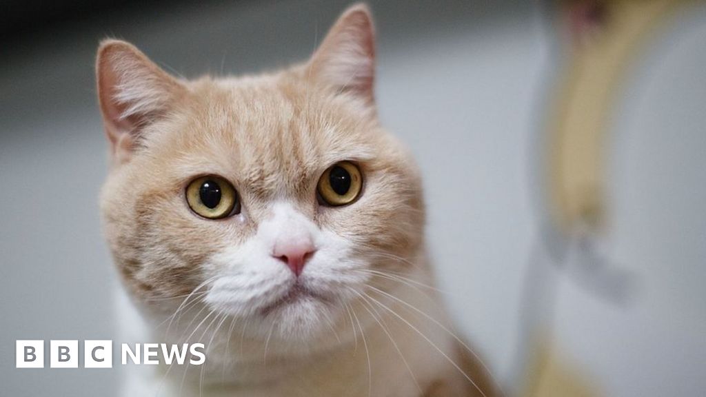 Pets at Home recalls food after cats 'collapse' BBC News
