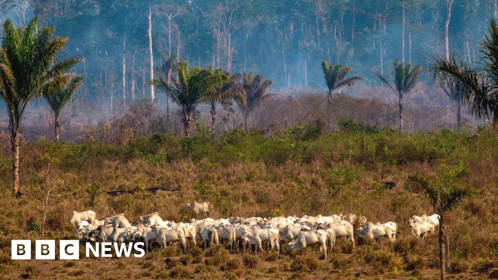 Amazon soya and beef exports 'linked to deforestation'