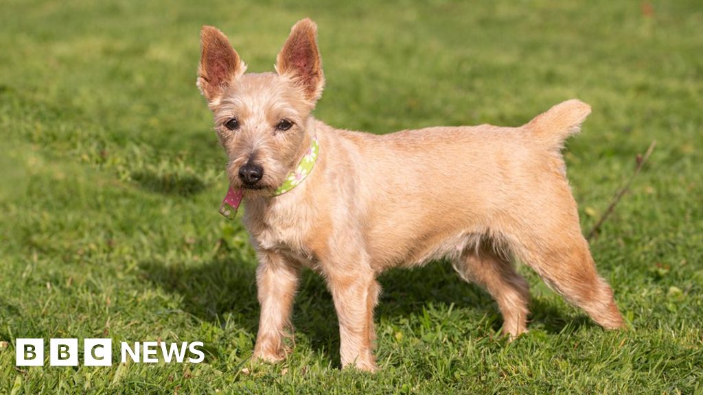 Dog rescue centres are overflowing, Dorset charity says