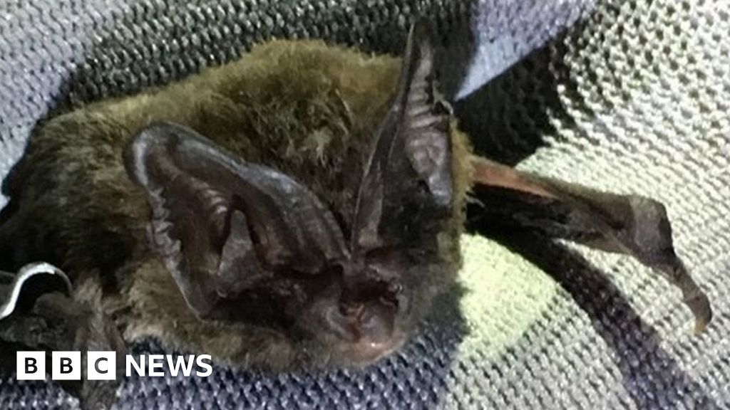 Rare barbastelle bats found at Yeovil Country Park