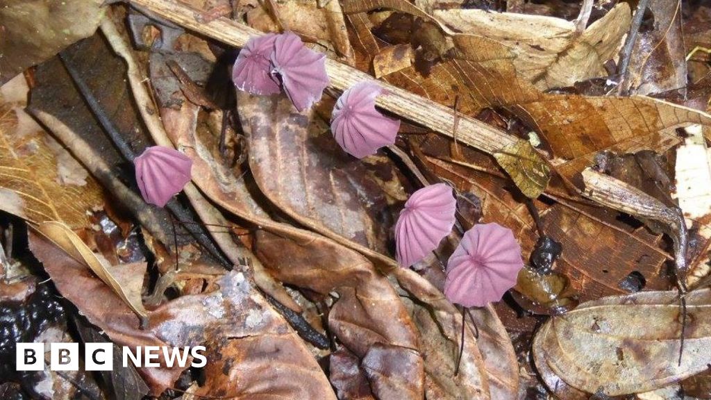 How one teaspoon of Amazon soil teems with fungal life