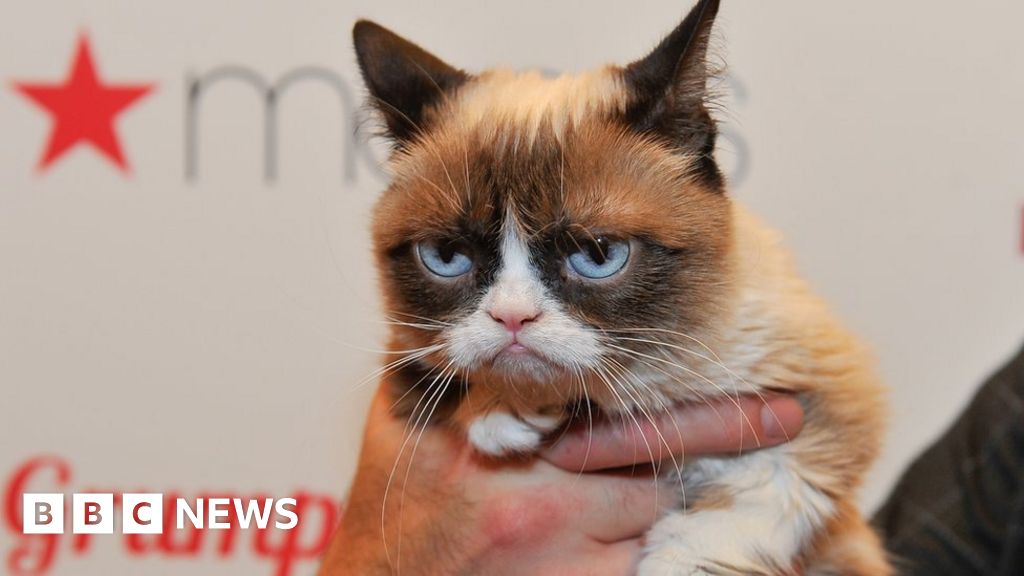 Grumpy Cat wins $710,000 payout in copyright lawsuit