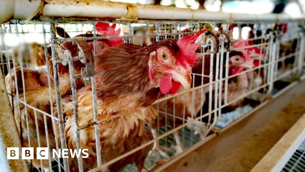 Caged animal farming: EU aims to end practice by 2027
