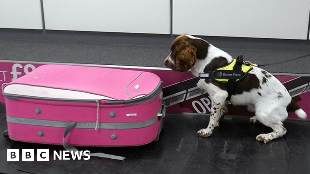 Dogs trained to sniff out high risk animal imports