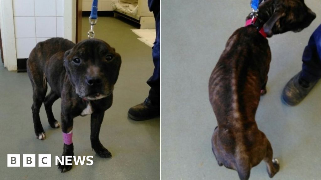 'Emaciated' dog died from malnourishment in Bodmin