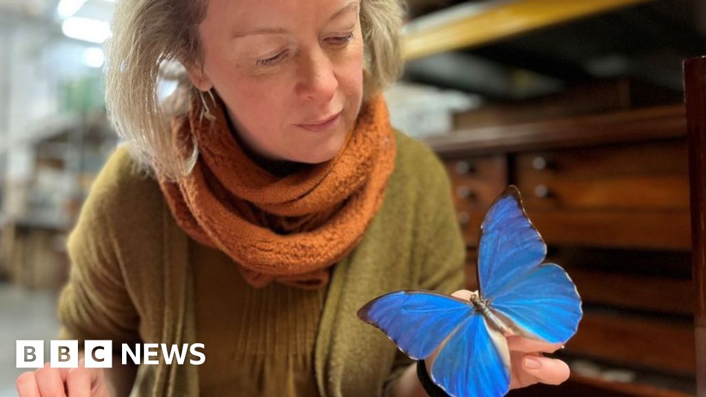 Leeds Rare butterfly collection goes on display at museum BBC News