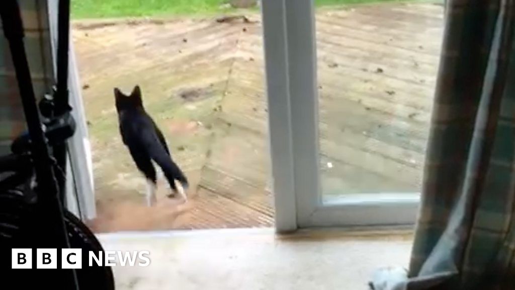 Cheltenham cat that loves to play fetch - BBC News