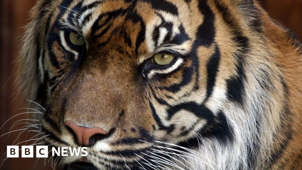 French police seize 10 tigers after mistreatment complaint