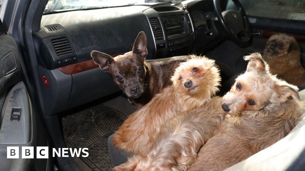 Stolen Dogs: More Arrests As 28 Dogs Returned To Owners - BBC News