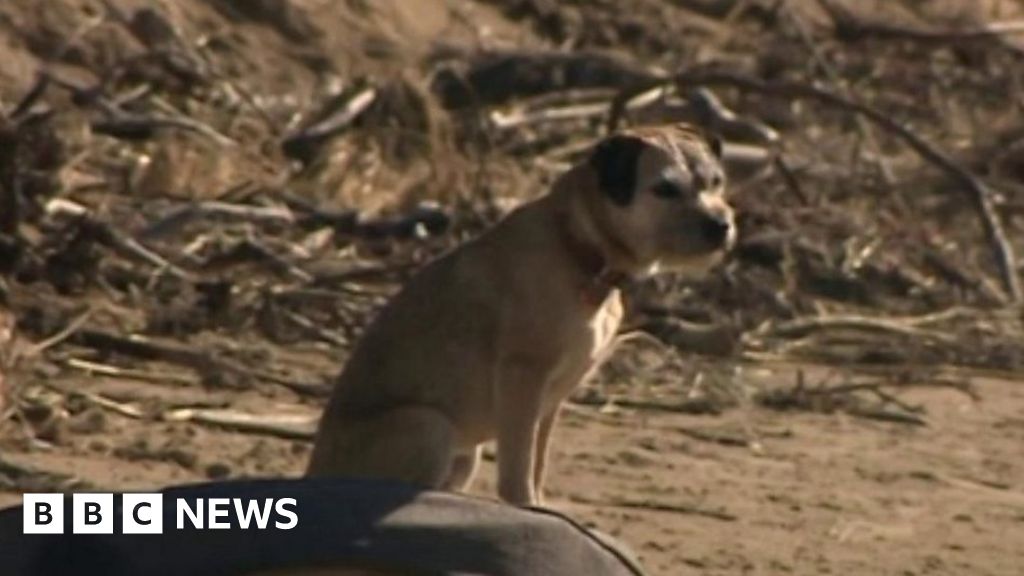 One Somerset woman and her dog are friends for life - BBC News