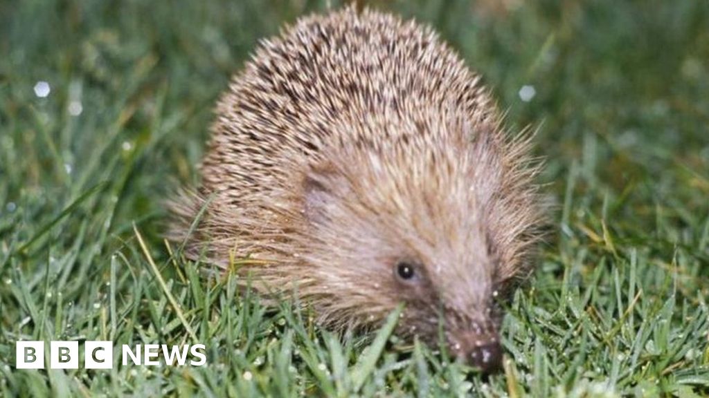 Hedgehog dies after being 'kicked like a football' in Sunderland - BBC News