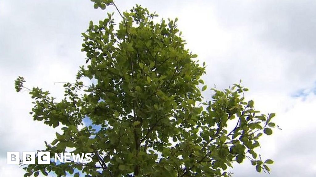 Blackpool street trees cost £10k each, council admits BBC News
