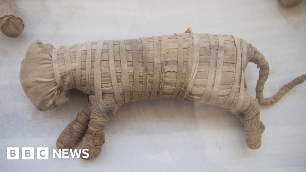 Egypt animal mummies showcased at Saqqara near Cairo - BBC News