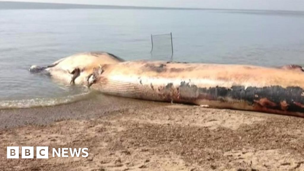 Dead Fin Whale Moved From Felixstowe Beach Bbc News