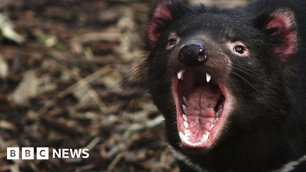 Tasmanian devil cancers targeted by human drugs