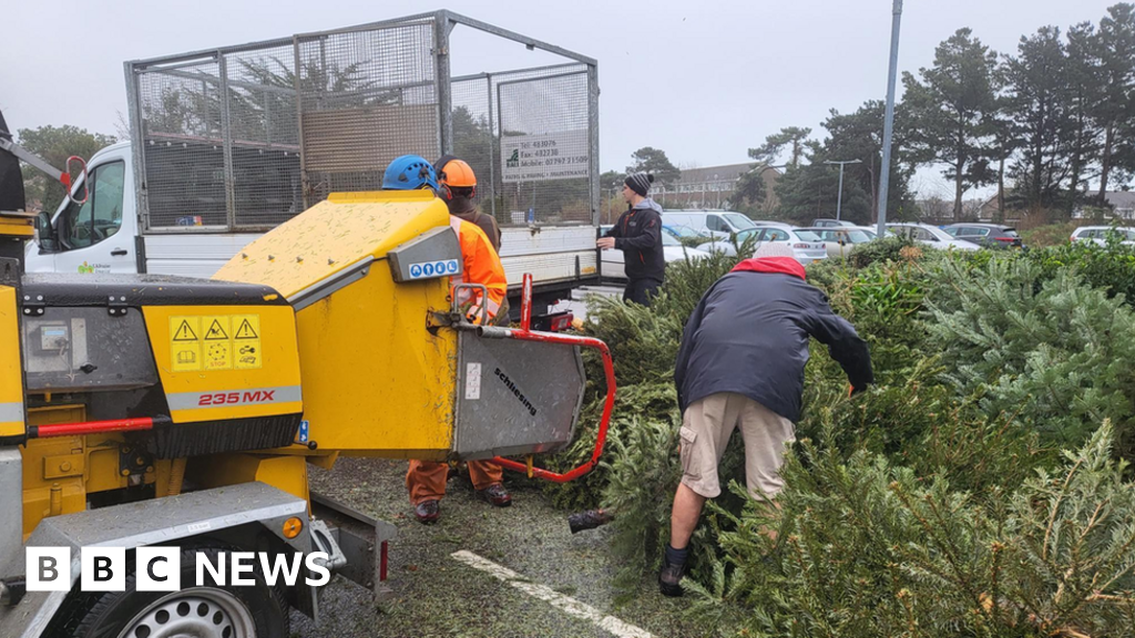 Charity to collect used Christmas trees for Jersey Hospice Care BBC News