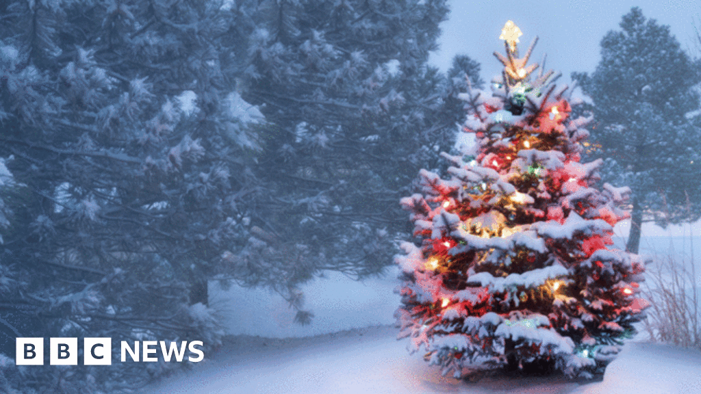 Brexit Could Boost Christmas Tree Industry Growers Say Bbc News