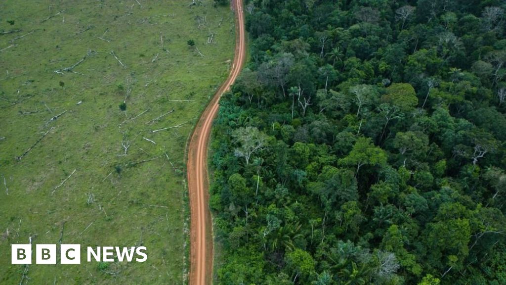 Броят на изчезналите дървета в тропическите гори в Бразилия и