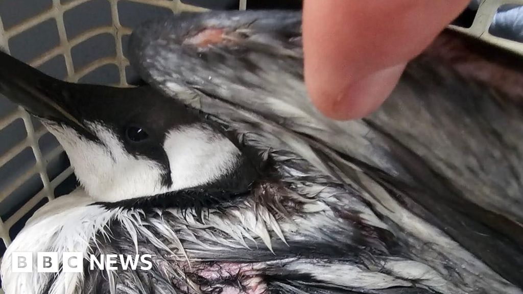 Oily substance killing seabirds along the Guernsey coast