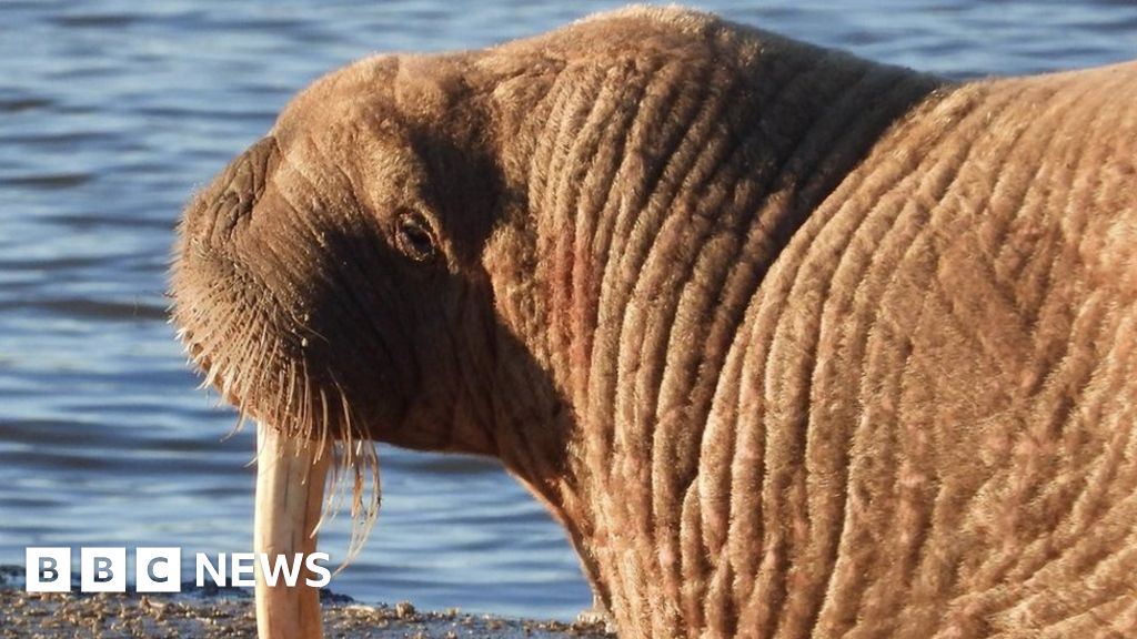 Thor the walrus spotted in Iceland after leaving UK