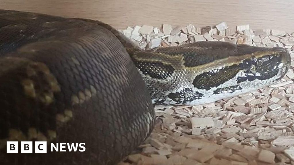 Satan the escaped snake recaptured at home in Devon BBC News