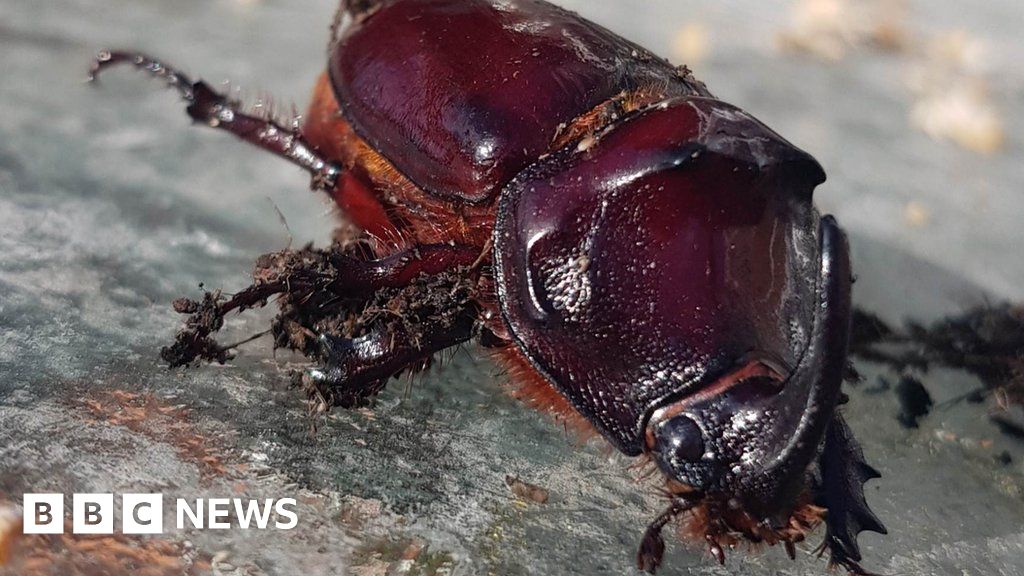 European Rhinoceros Beetle found in County Durham fruit tree – NewsEverything England