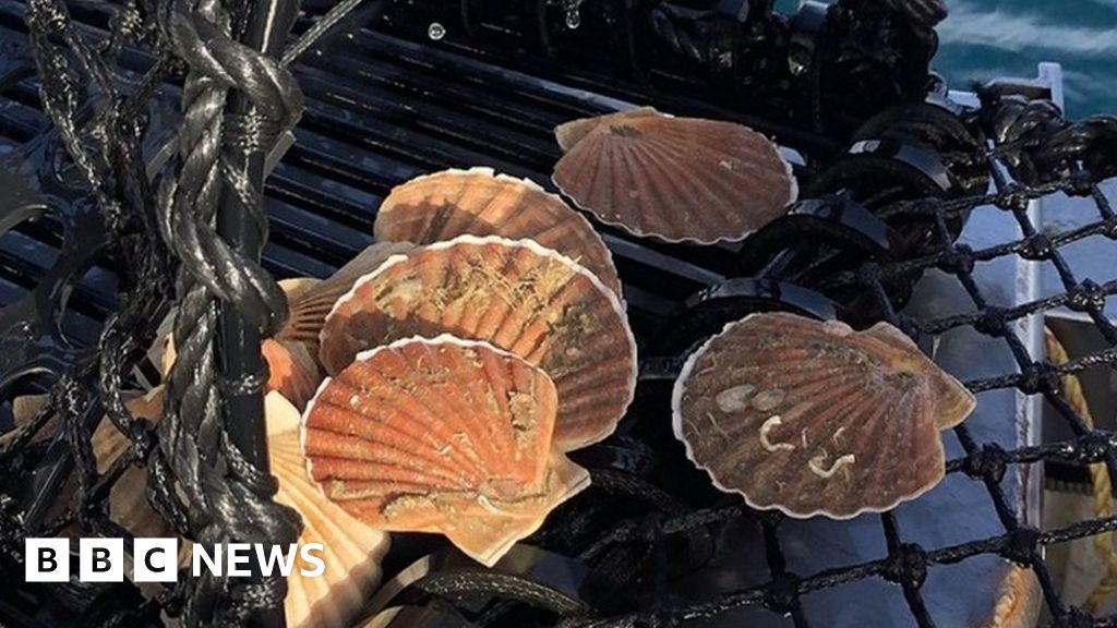 Scottish firm fined £20,000 for illegally fishing for King Scallops without  a license in Isle of Man