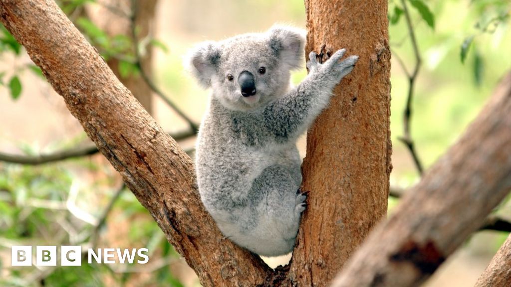 Australian 'Bear Grylls' koala hit by car and survives - BBC News