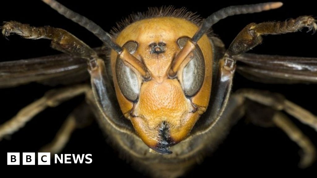 'Murder hornet': First nest found in US eradicated with vacuum hose