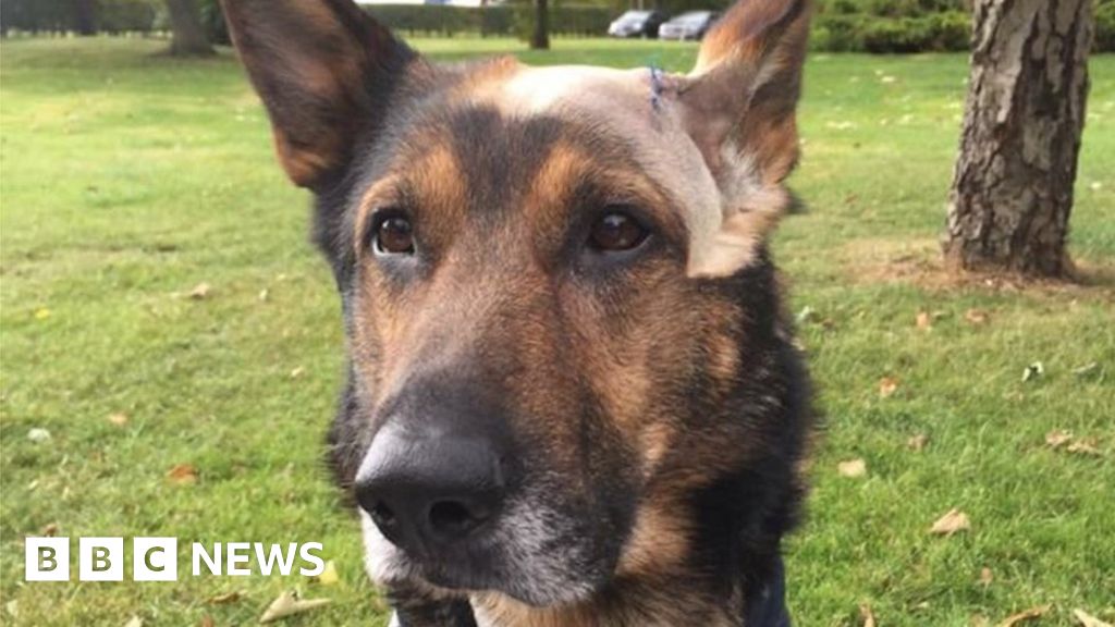 Finn's law Tory MP derails bid for police dog law change