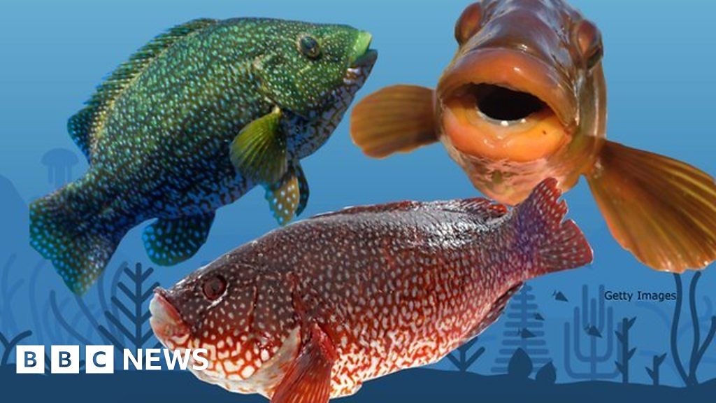 Why the wrasse is the UK's most expensive fish BBC News