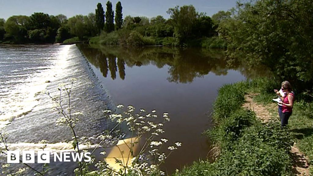 The forgotten fish of the River Severn - BBC News