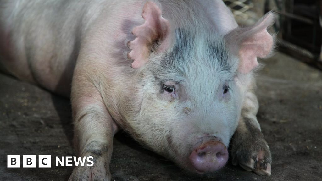 US bid to grow human organs for transplant inside pigs - BBC News