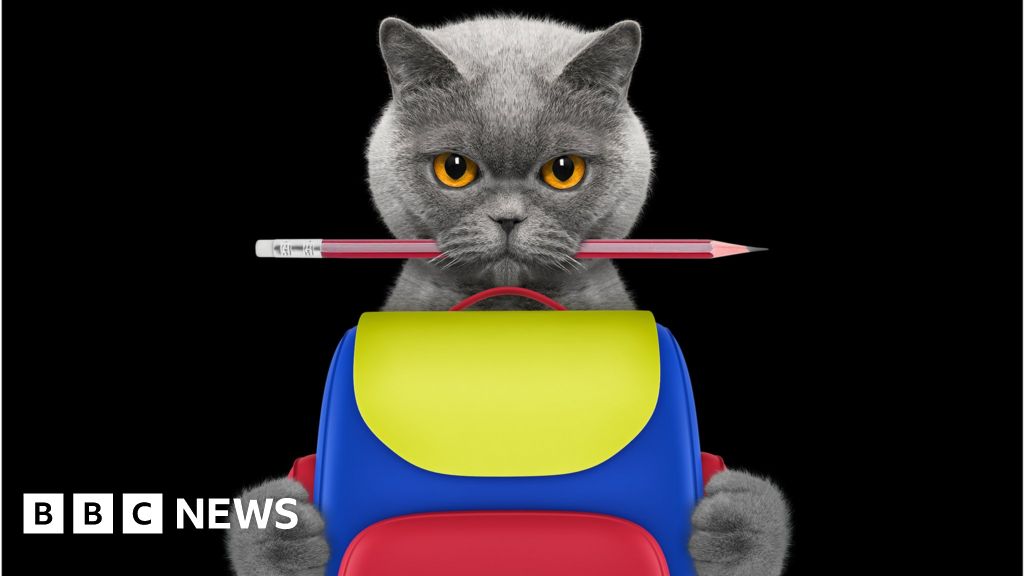 Back to school How much do you know? BBC News